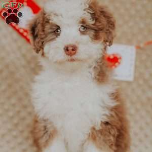 Demi, Mini Bernedoodle Puppy